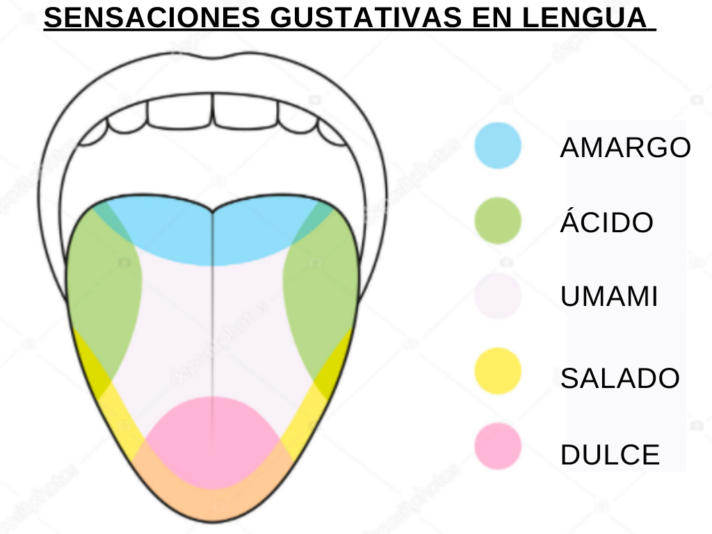Catadores de Aceite de Oliva